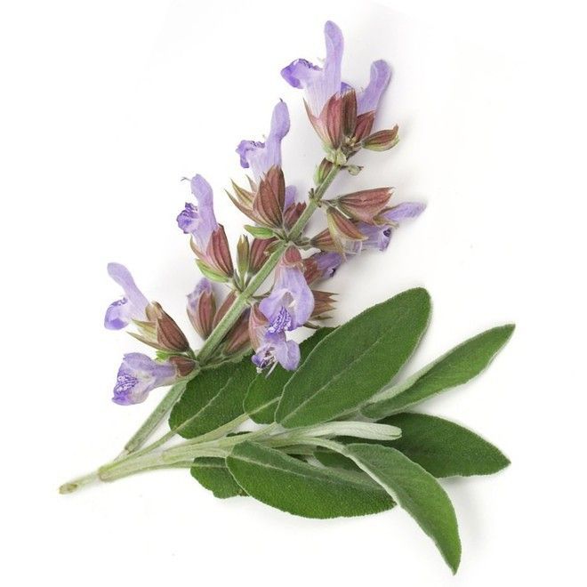 Αιθέριο Έλαιο Φασκομηλο