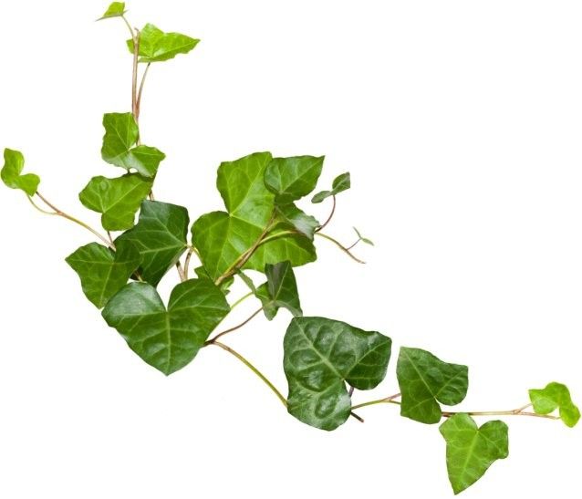 Κισσός Λάδι