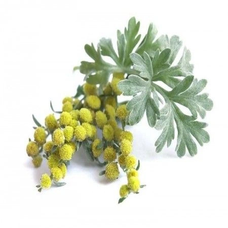 Artemisia Absinthium