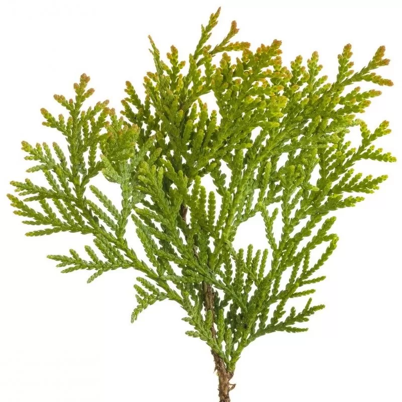 thuja heckenpflanzen kaufen Lebensbaum Smaragd — Baumschule-Pflanzen.de main image 1