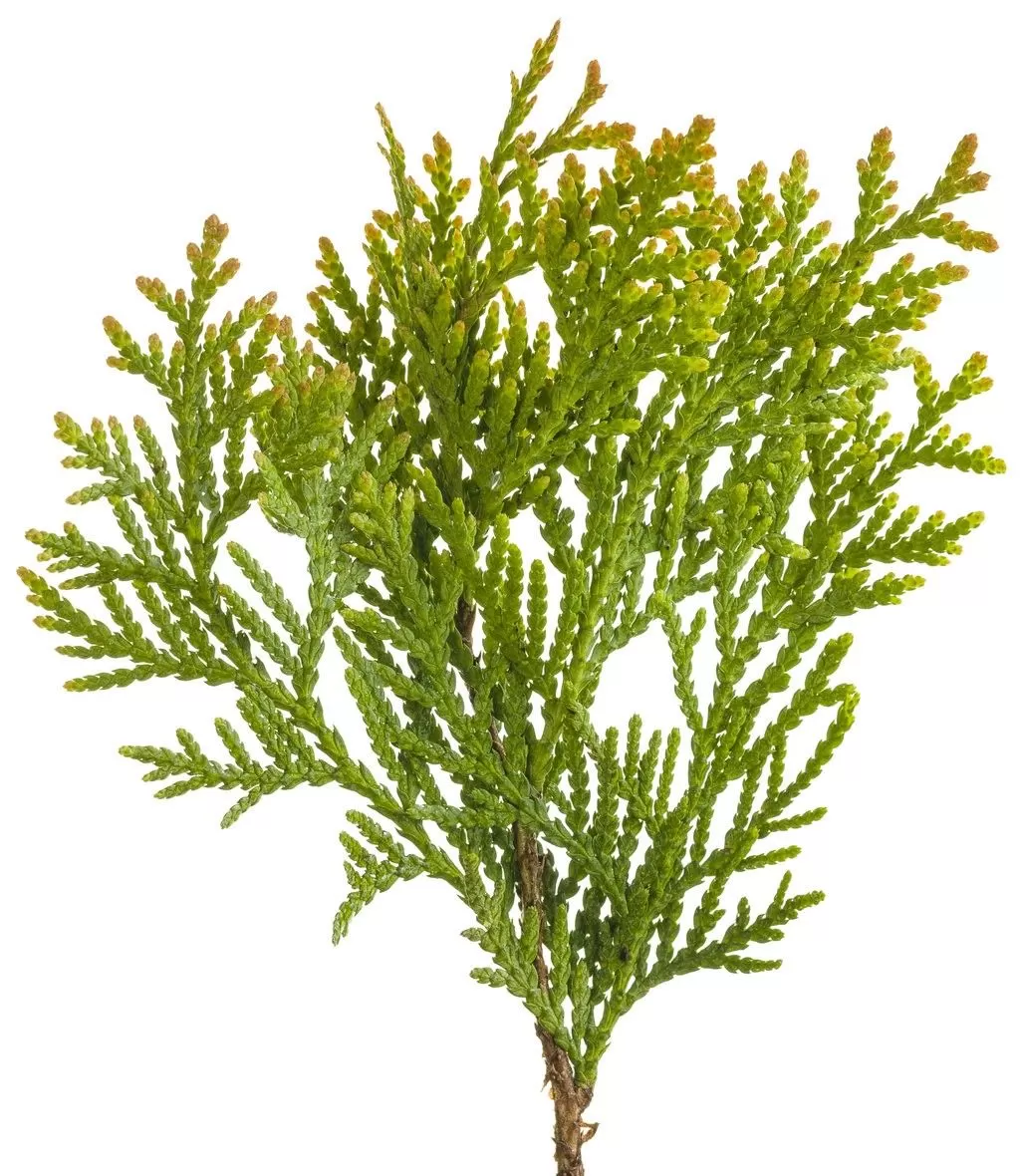 chamaedorea zimmerpflanze Chamaedorea Elegans