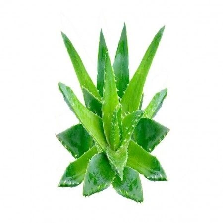Aloe Vera Hydrolat - HerbStore - ,