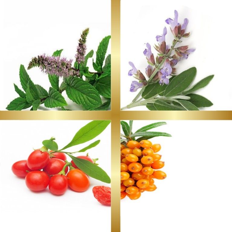 Μίγμα Βαμμάτων με Ιπποφαές, Φασκόμηλο, Γκότζι Μπέρι & Μέντα (Ευεξία Σωματικής Ενέργειας) 50ml