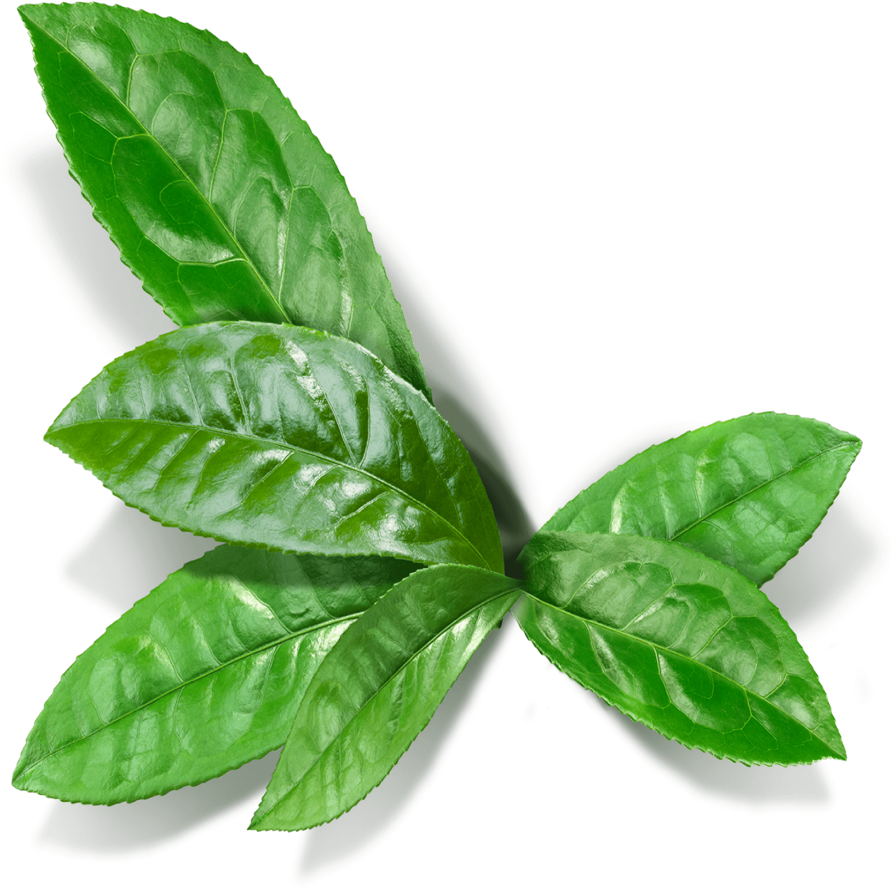 Κάψουλες Μάτσα 70 τεμάχια 600mg