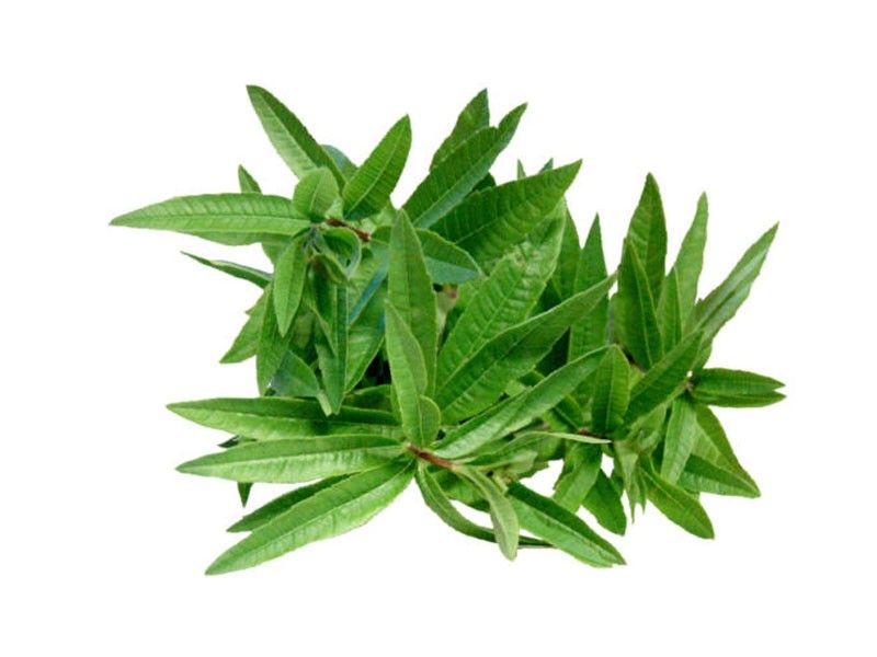 Βάμμα Λουΐζα 50ml