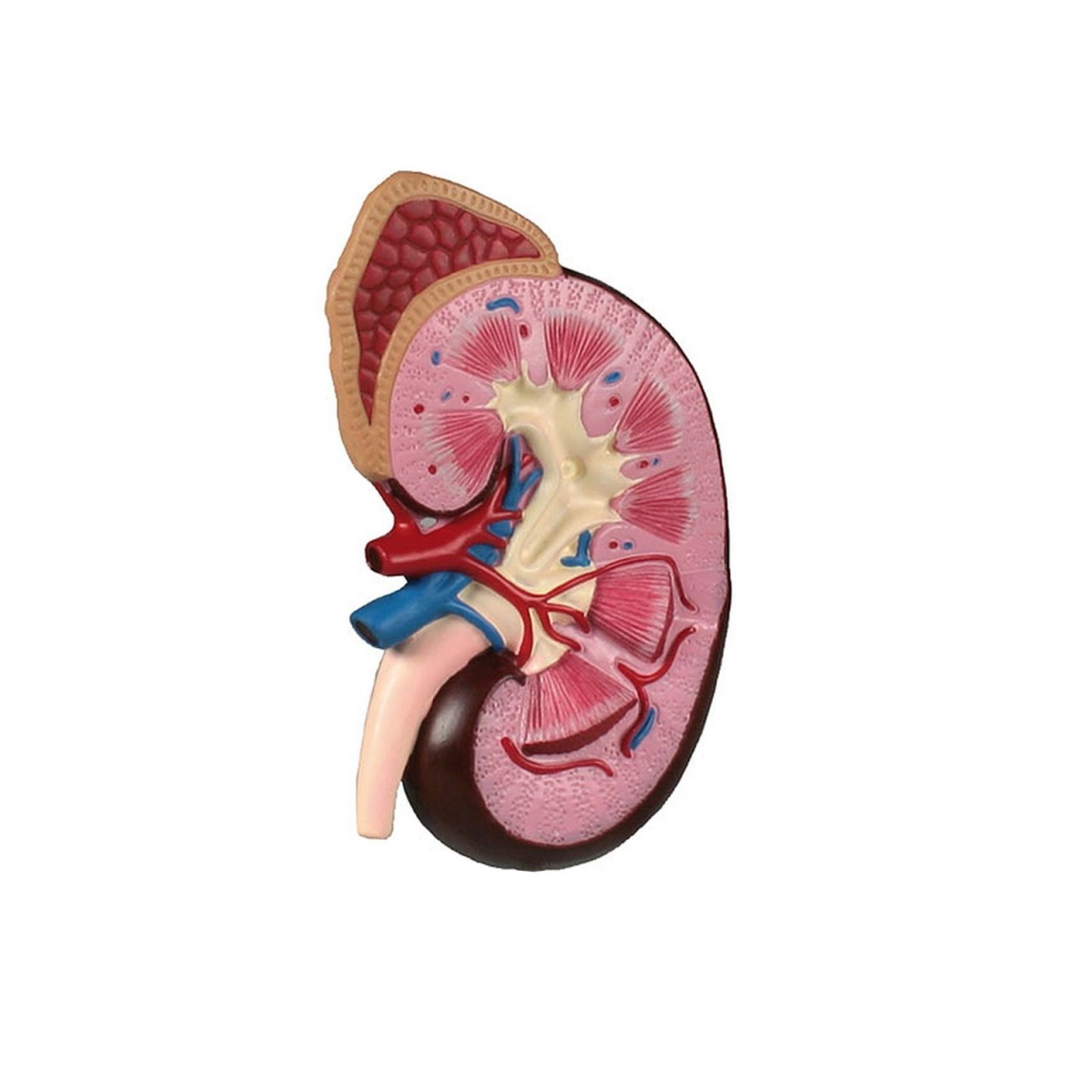 Μίγμα Βαμμάτων με Γλυκόριζα, Τριγωνέλλα, Κόκκινο Τριφύλλι & Ginseng (Ευεξία Επινεφριδίων) 50ml