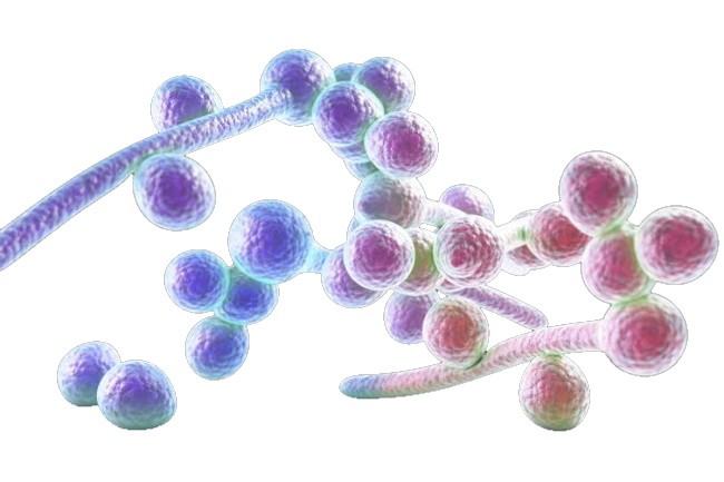 Μίγμα Βαμμάτων με Εχινάκεια, Ρίγανη, Αψιθιά & Γαρύφαλλο 50ml