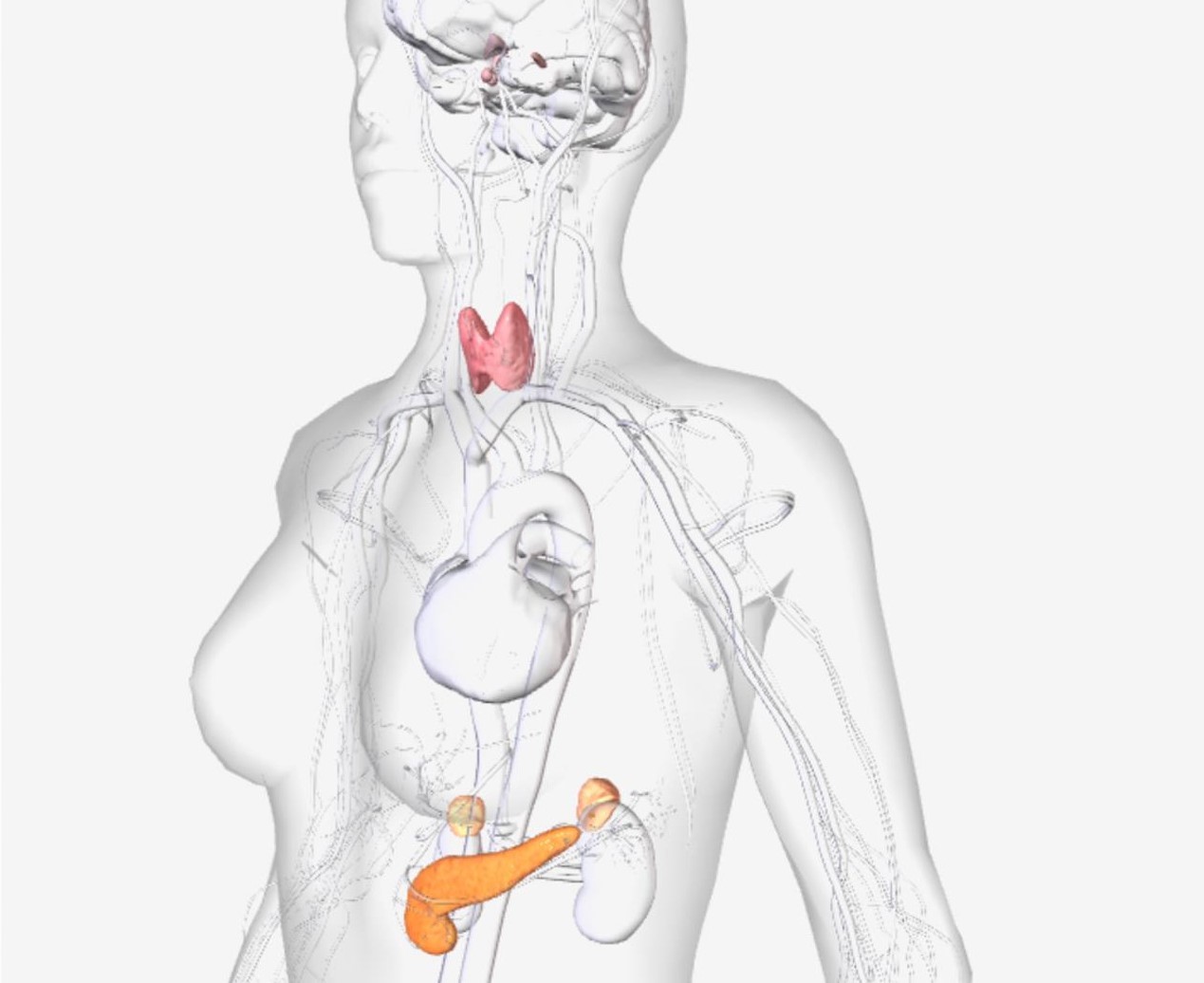 Μίγμα Βαμμάτων για Ευεξία του Ενδοκρινικού Συστήματος 50ml
