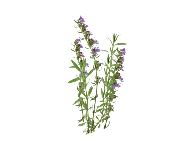 Βάμμα Ύσσωπο 50ml