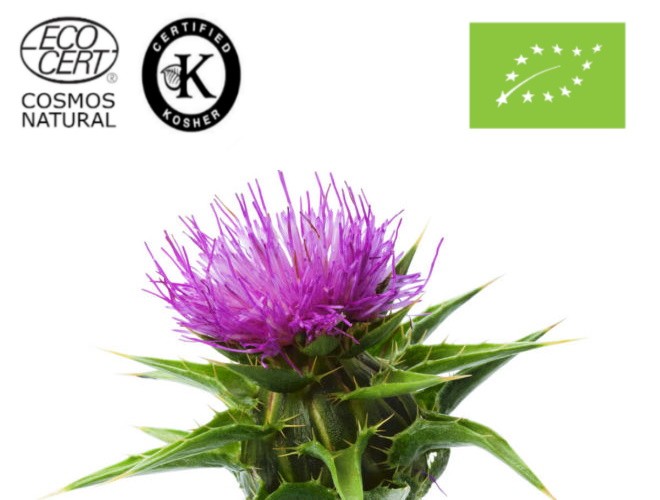 Γαϊδουράγκαθο Λάδι ΒΙΟ