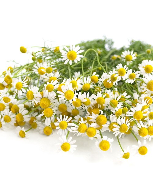 Χαμομήλι σε εμβαπτιζόμενα φακελάκια