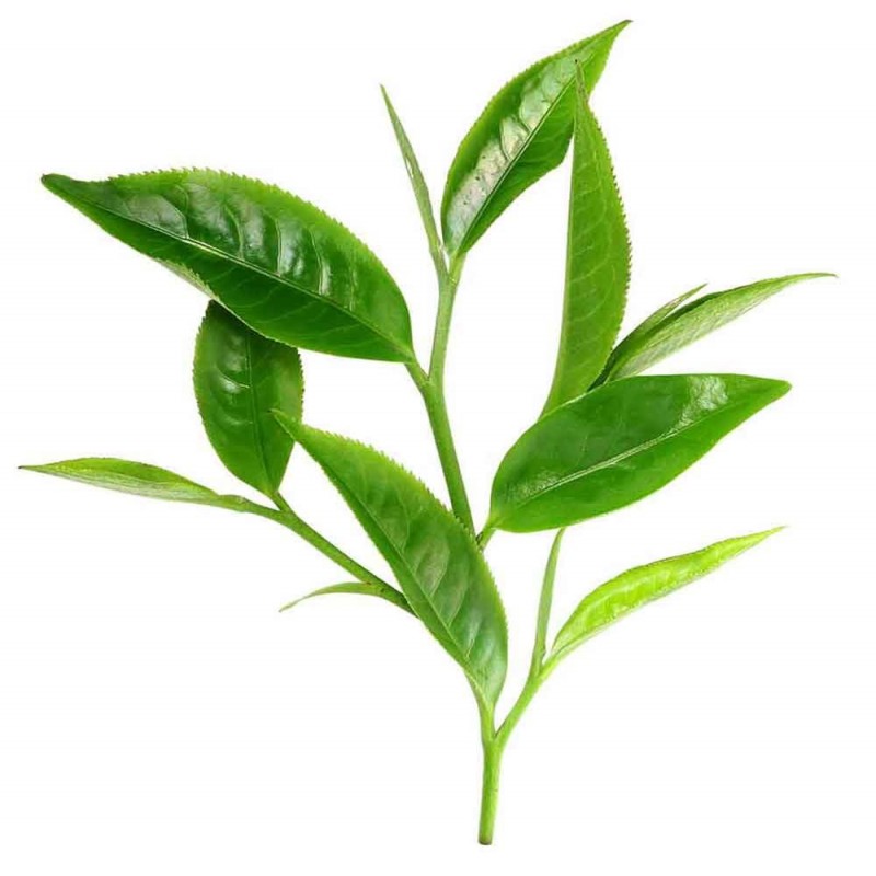 Αιθέριο Έλαιο Τεϊόδεντρο (Tea tree) ΒΙΟ