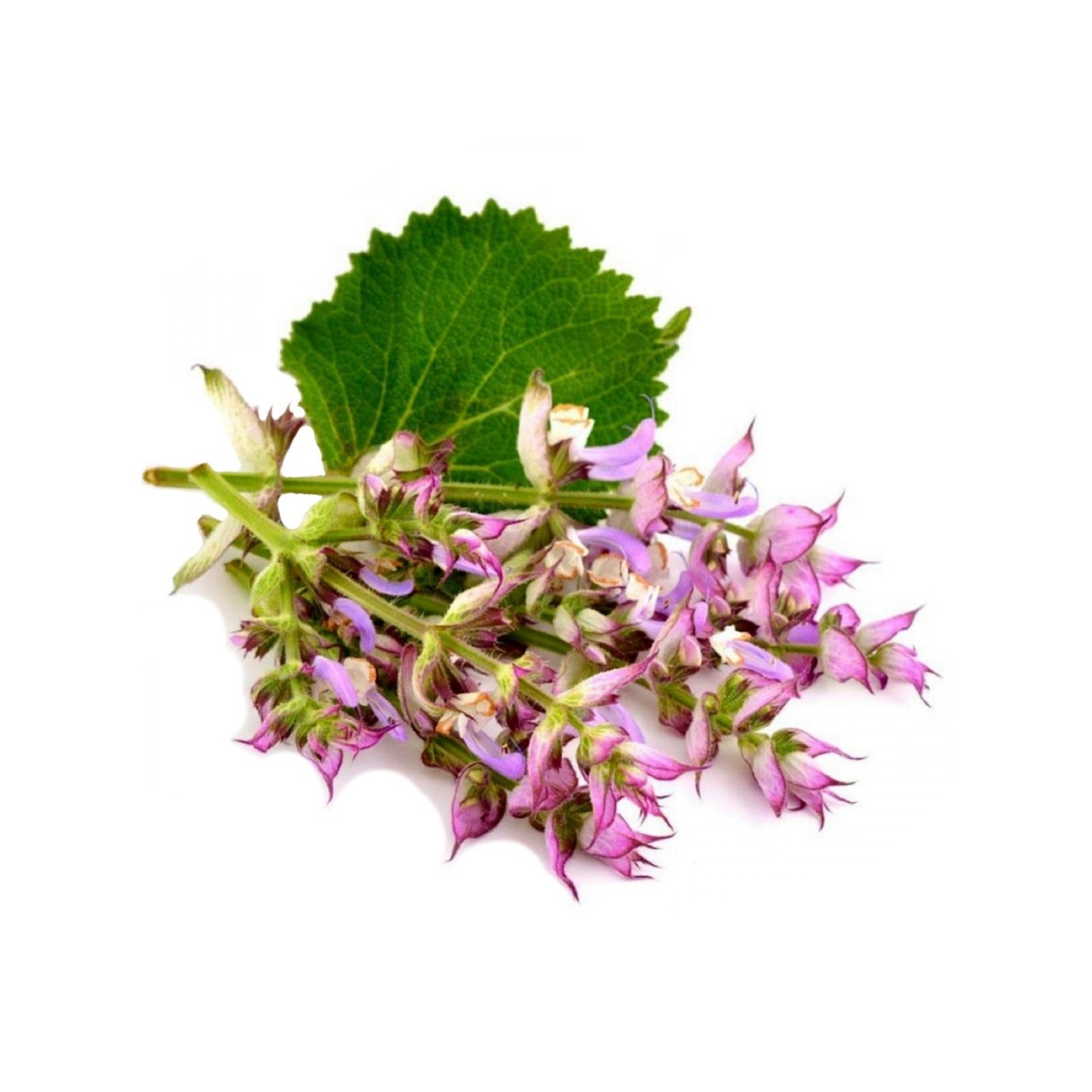 Αιθέριο Έλαιο Ιεροβότανο ΒΙΟ