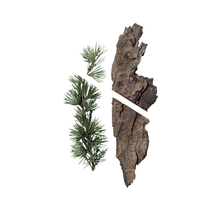 Αιθέριο Έλαιο Κέδρο