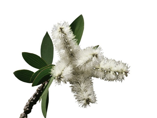 Αιθέριο Έλαιο Νιαουλί