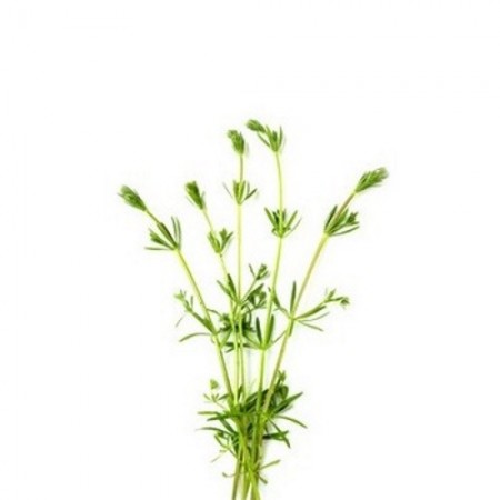 Teinture de Bardane (Galio) 50ml