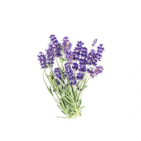 Lavender in Infusion Bags