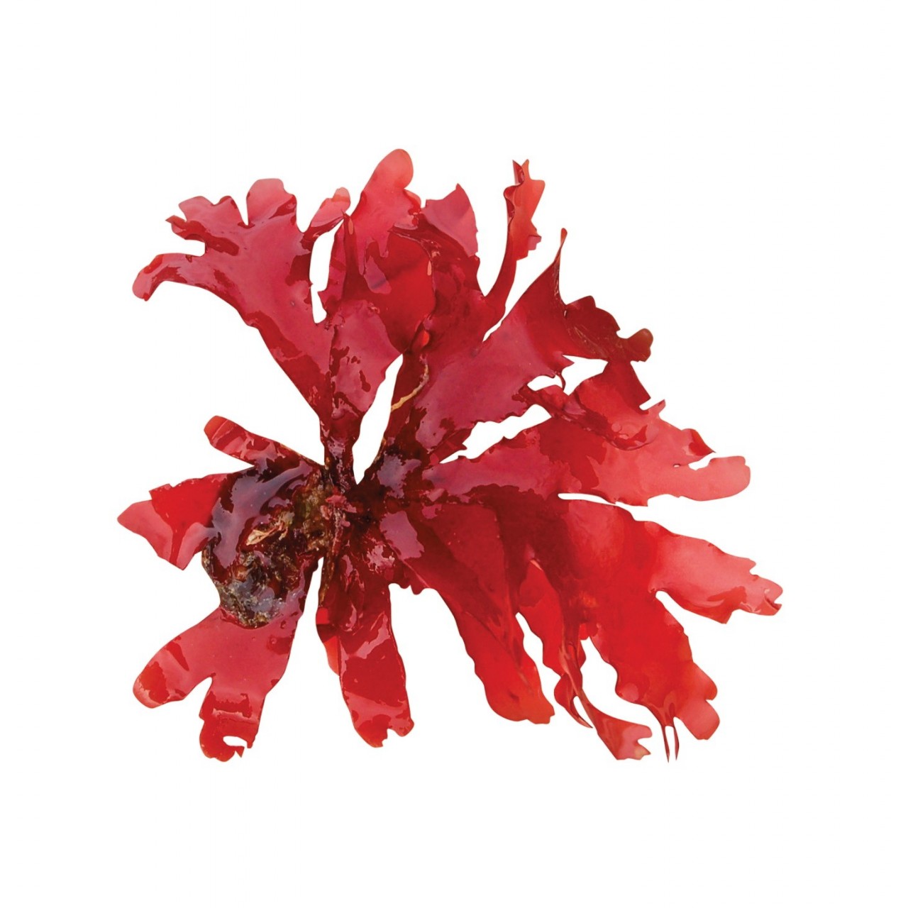 Κάψουλες Ασταξανθίνης (Astaxanthin) 350mg