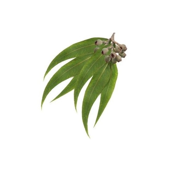 Αιθέριο Έλαιο Ευκάλυπτος