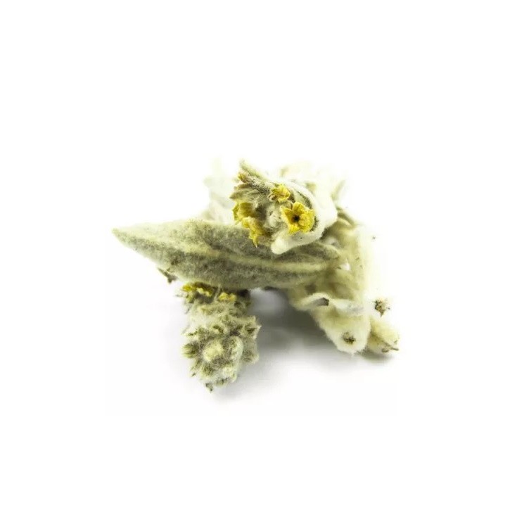 Μαλοτήρα (κομμένη)