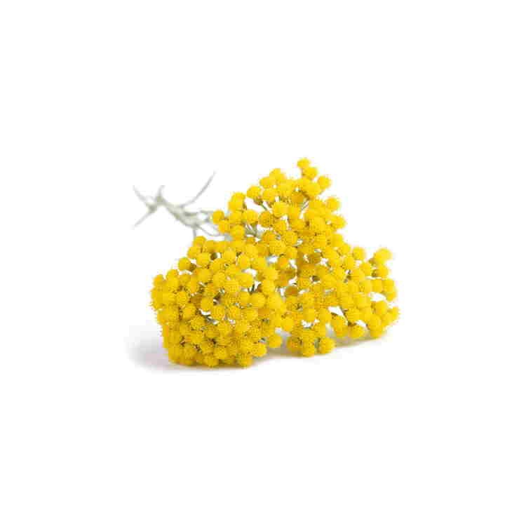 Κρέμα Ελίχρυσου