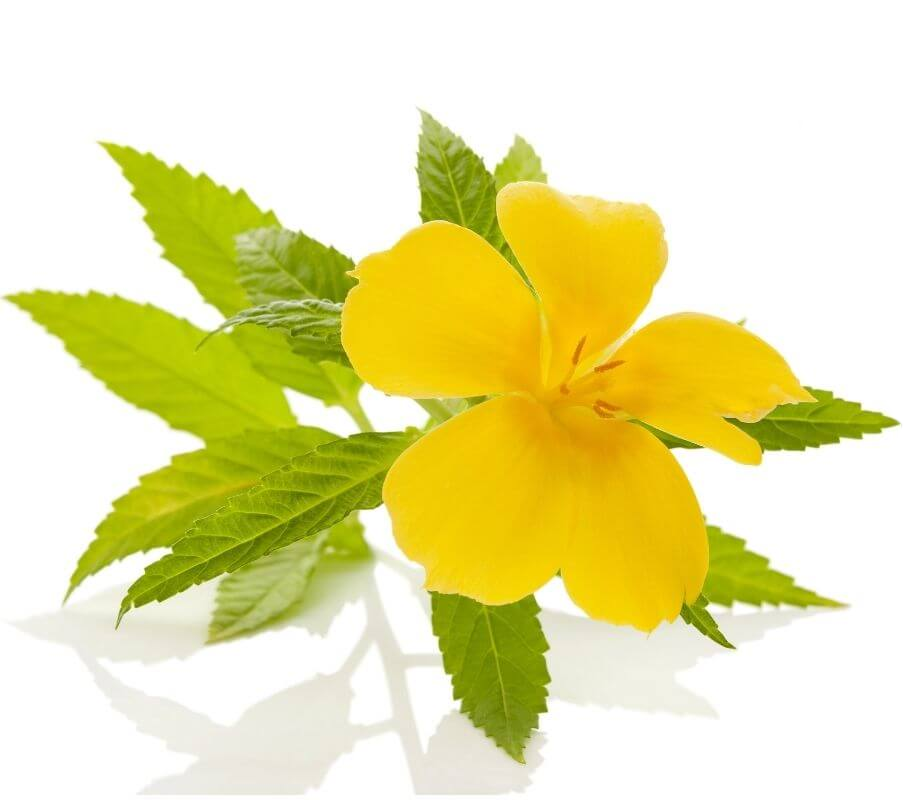 Βάμμα Νταμιάνας 50ml