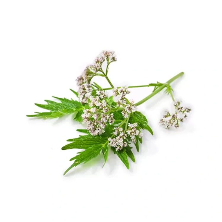 Βαλεριάνα Λάδι