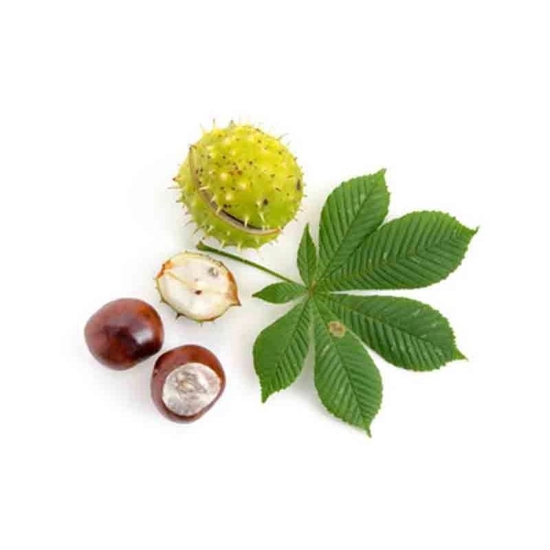 Ιπποκαστανιά (Αγριοκαστανιά) Λάδι