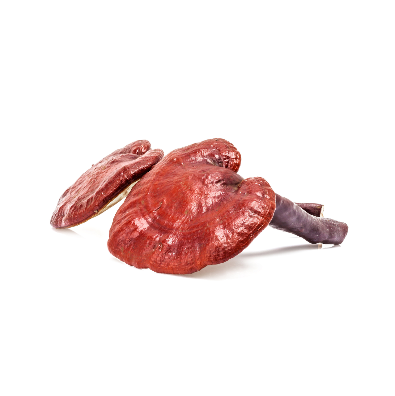 Βάμμα Γανόδερμα 50ml