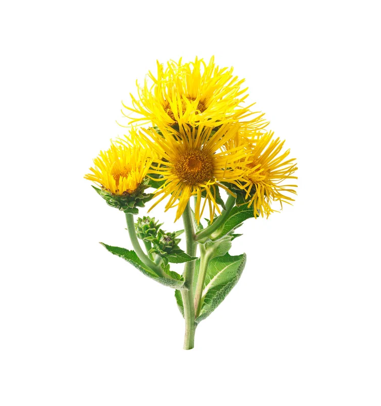 Βάμμα Ίνουλα 50ml