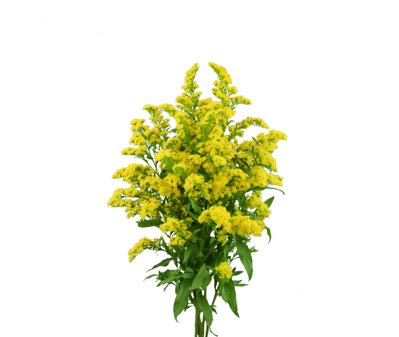 Βάμμα Χρυσόβεργα (Solidago) 50ml