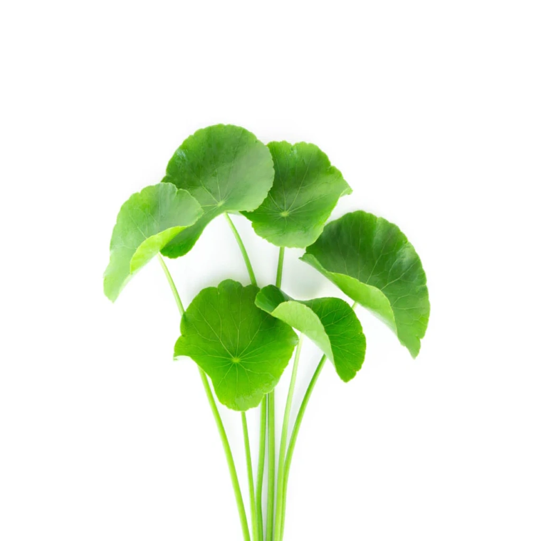 Κάψουλες Σεντέλα (Gotu Kola) 70 τεμάχια 600mg