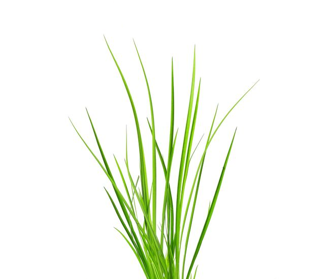 Βάμμα Κάλαμος (Άκορος) 50ml