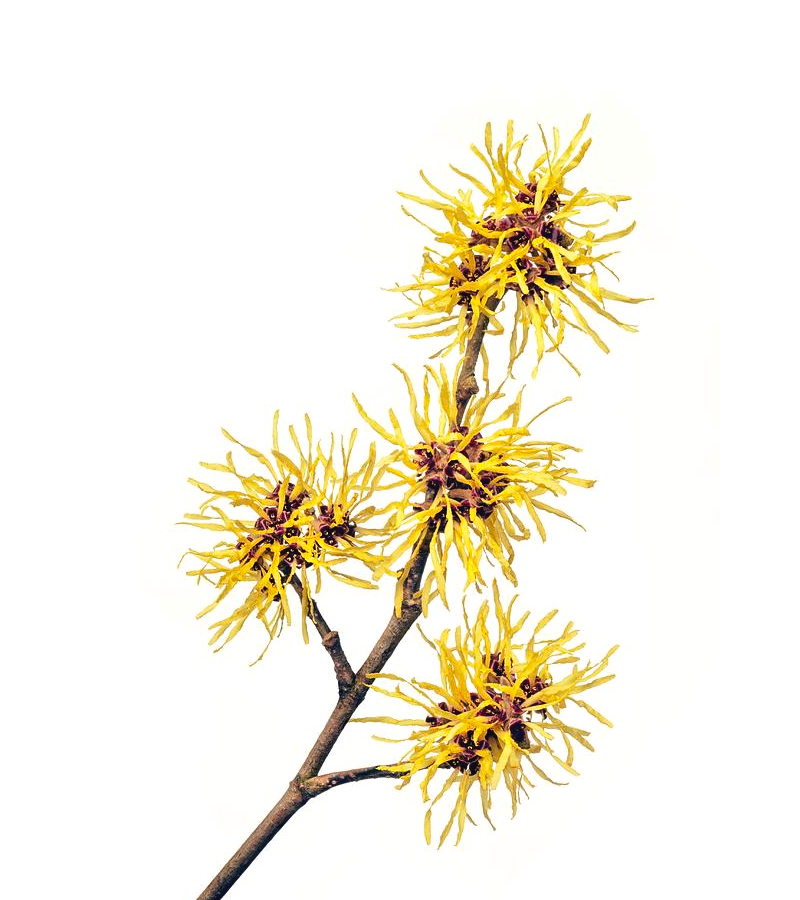 Βάμμα Αμαμελίδα 50ml