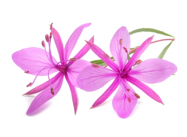 Βάμμα Επιλόβιο 50ml