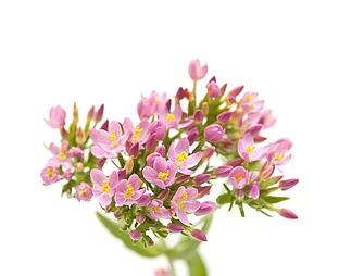 Βάμμα Κενταύριο 50ml