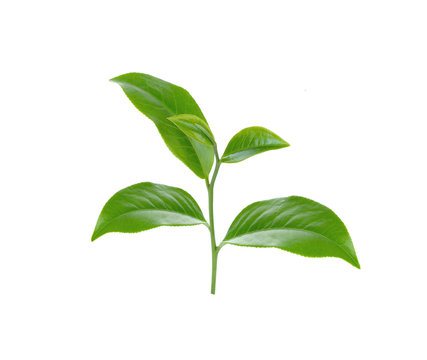 Βάμμα Μάτσα 50ml