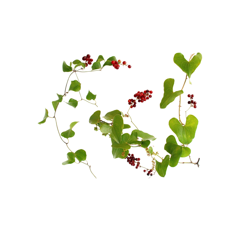 Βάμμα Σμίλαξ (Sarsaparilla) 50ml