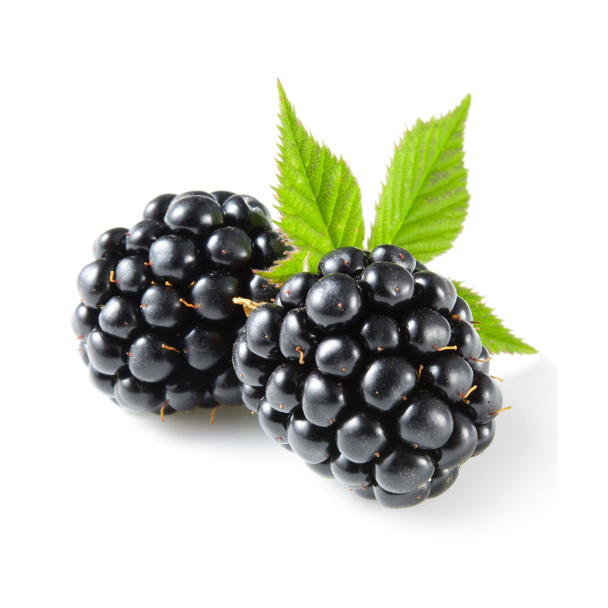 Βατόμουρο (σκόνη)