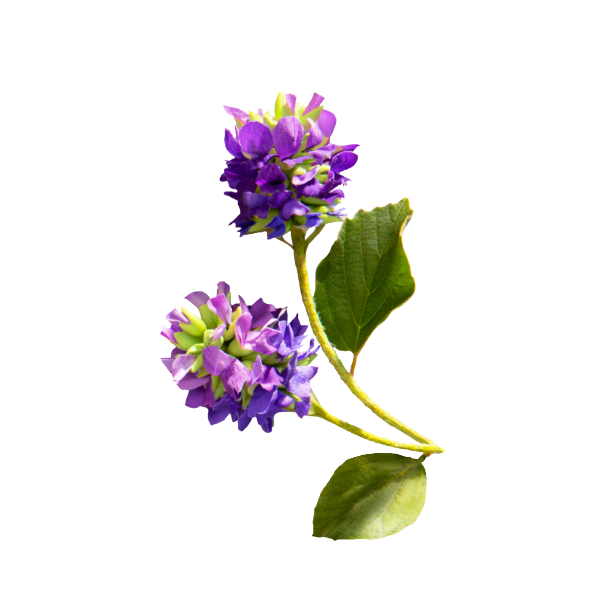 Bakuchiol (Βακουχιόλη) 100% Συστατικό για καλλυντικά (Δεν χρησιμοποιείται αυτούσιο)