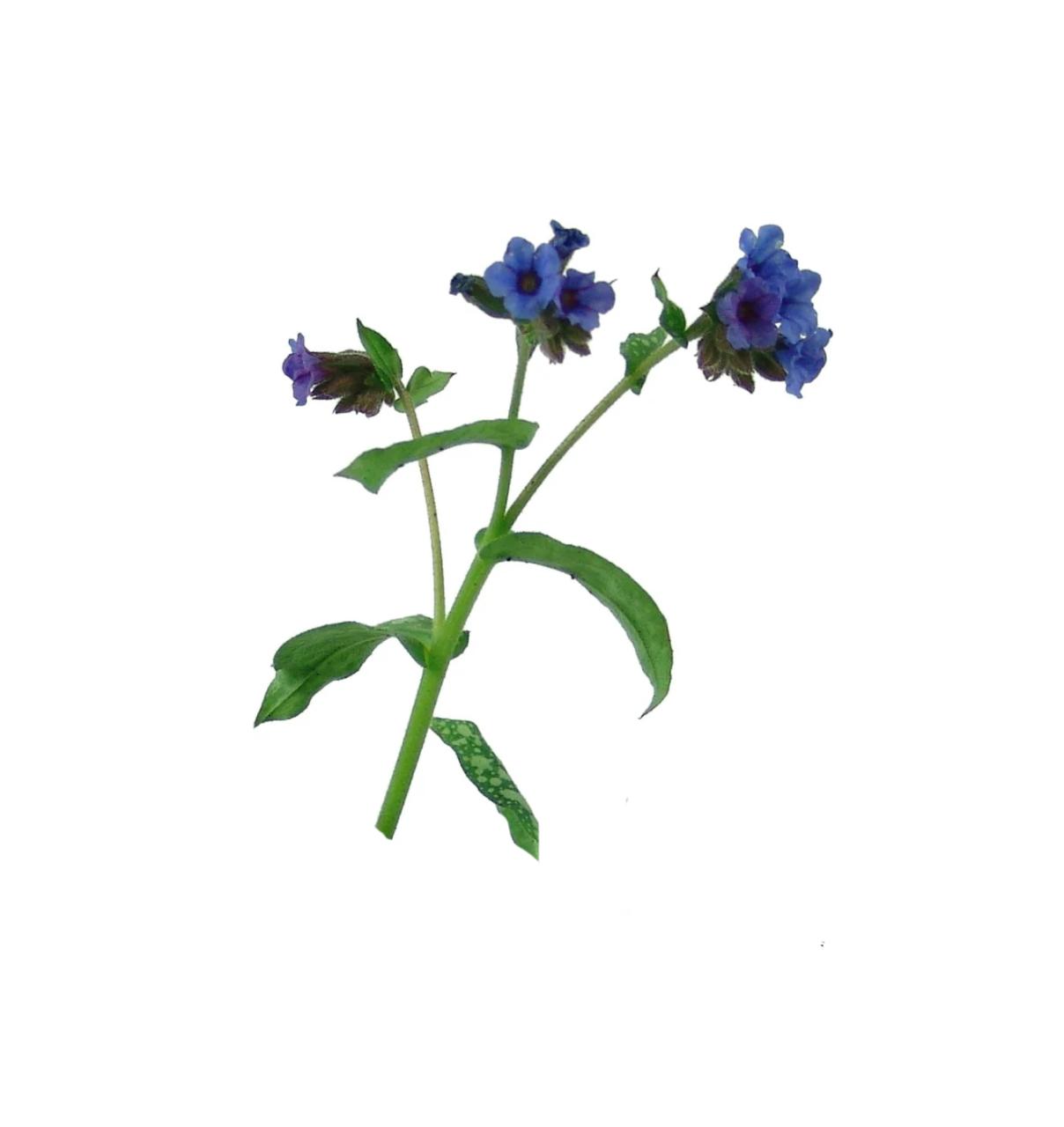 Βάμμα Πνευμονόχορτο (Lungwort) 50ml