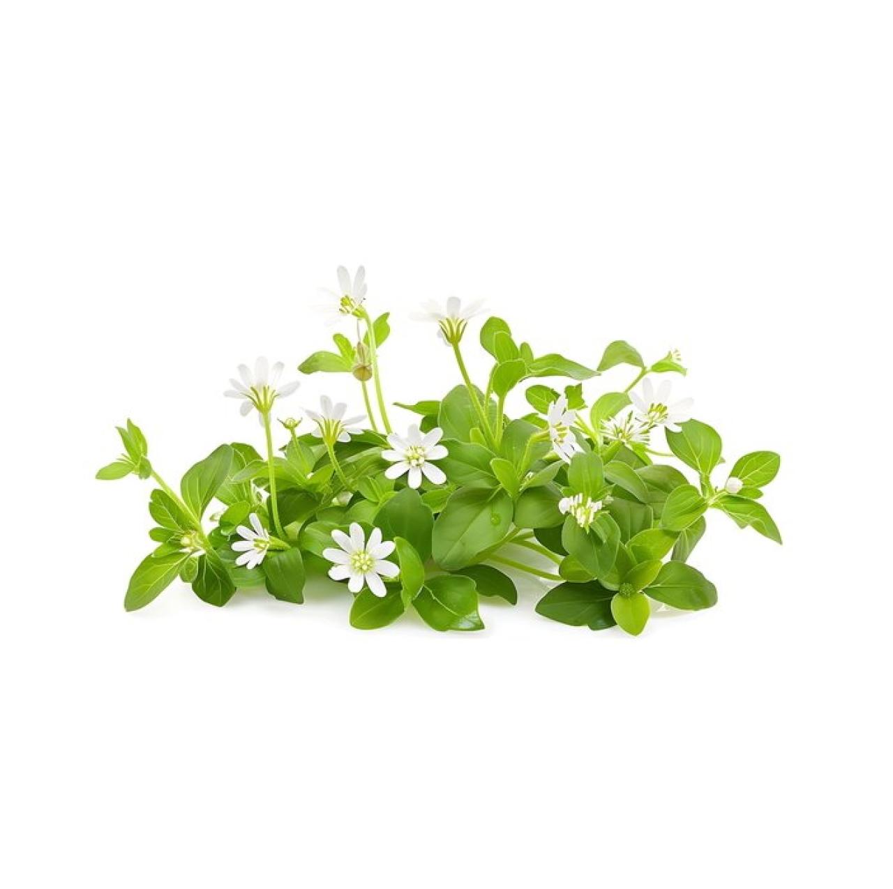 Βάμμα Στελλάρια (Stellaria) 50ml