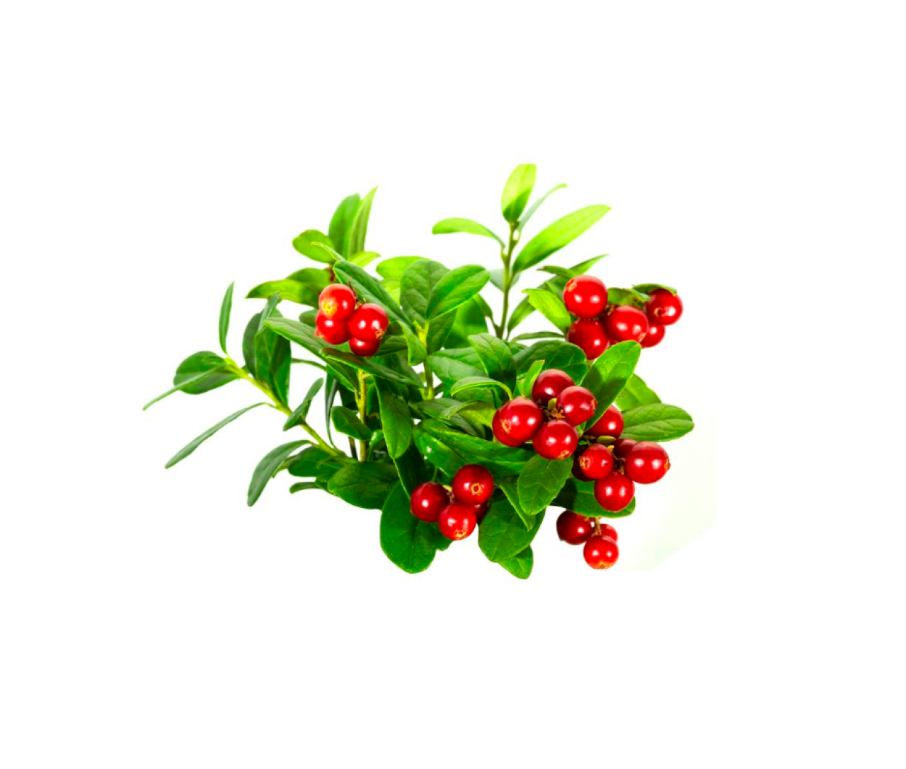 Αιθέριο Έλαιο Γωλθέρια