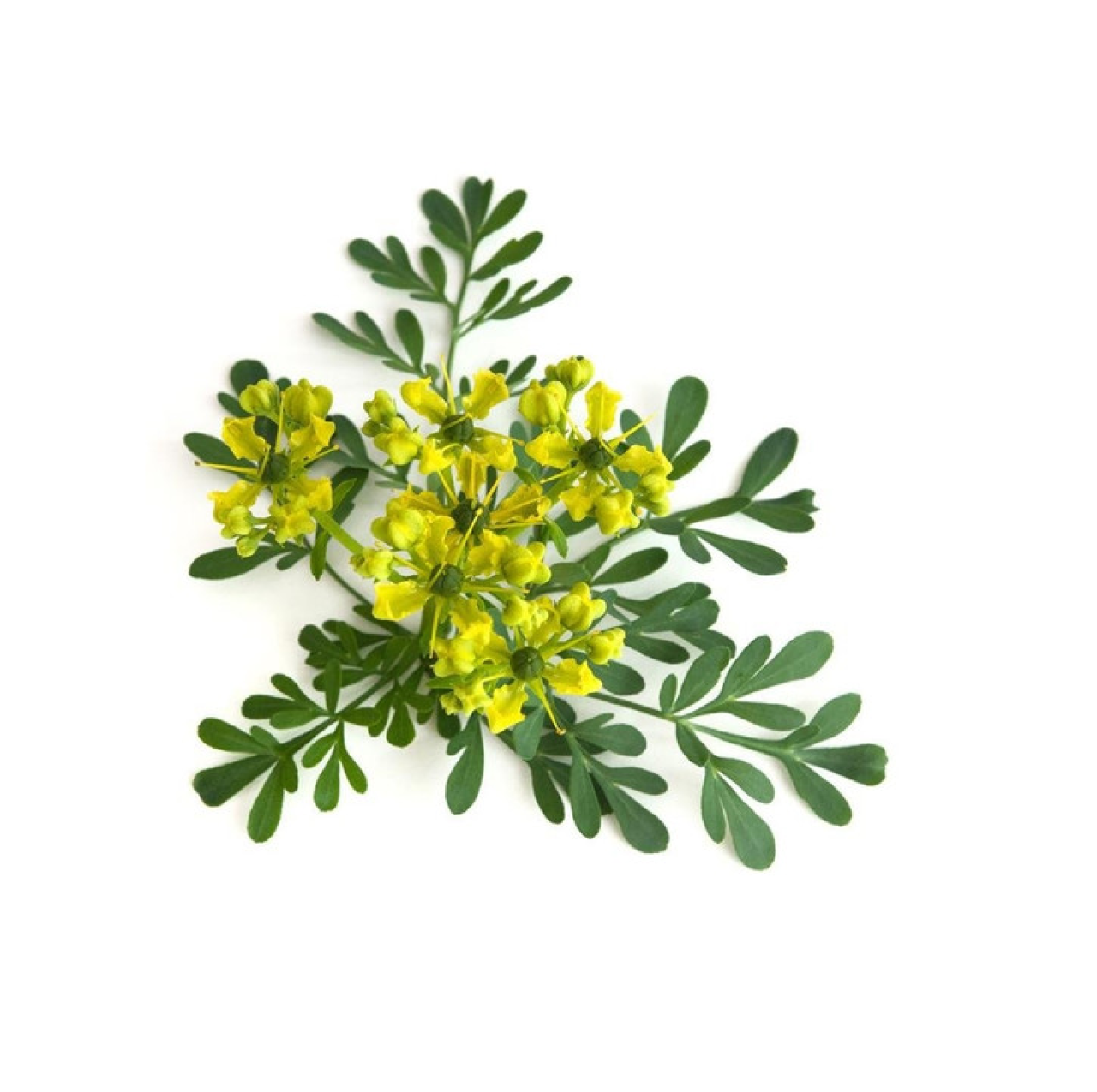 Βάμμα Απήγανος 50ml