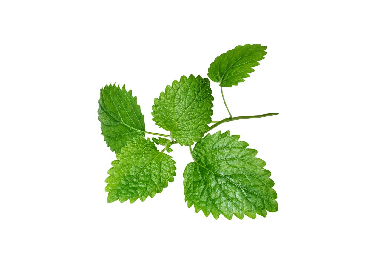 Βάμμα Μελισσόχορτο 50ml