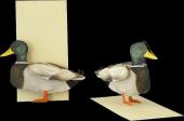 3D Tierfaltkarte Stockente / 3D animal Mallard Duckincl. Briefumschlag / incl. envelope