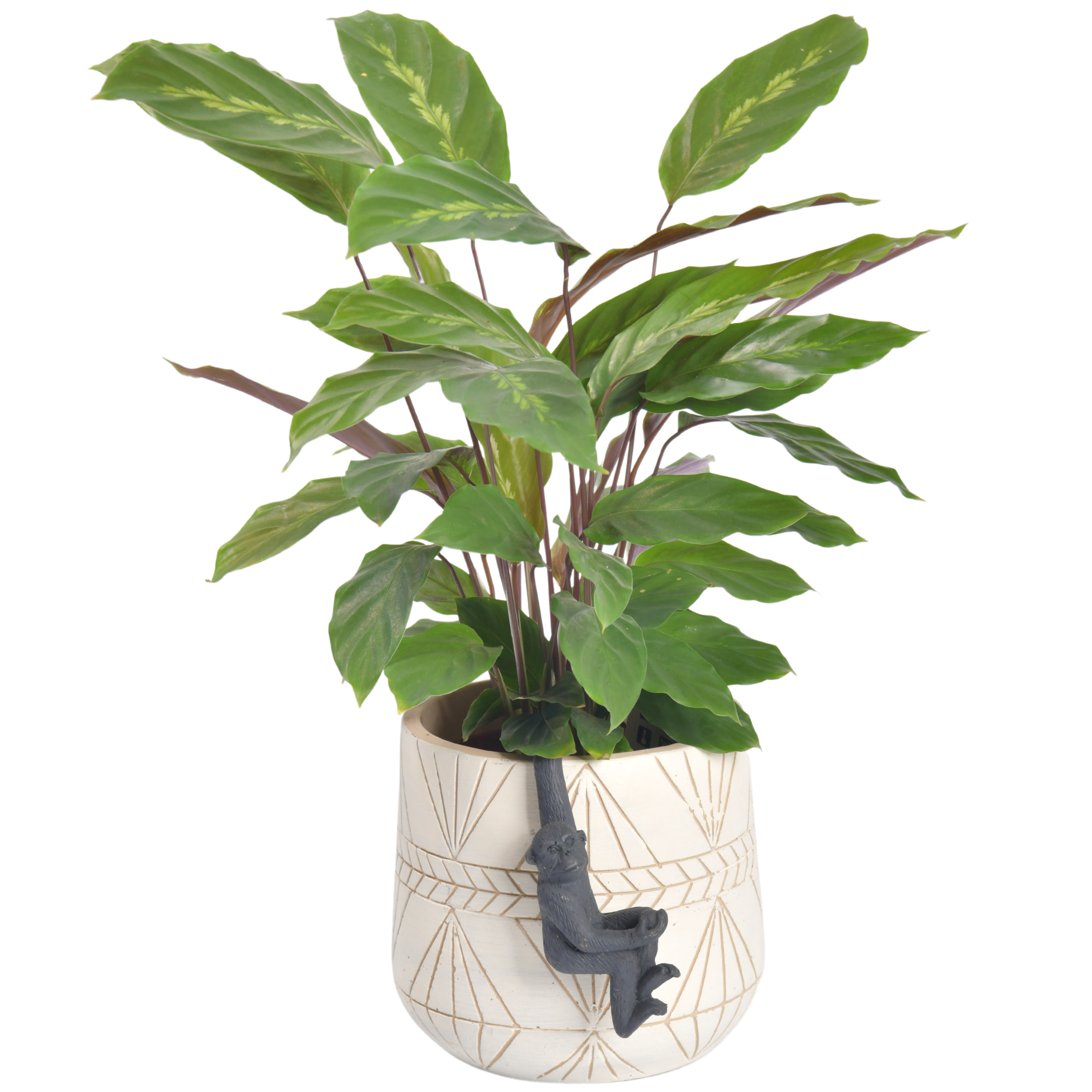 Φυτά με Κασπώ