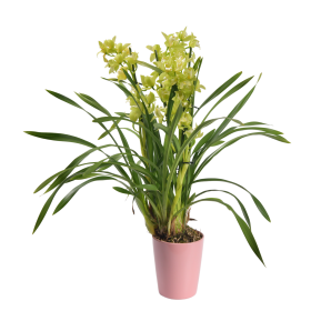 Ορχιδέα Cymbidium σε κίτρινο χρώμα