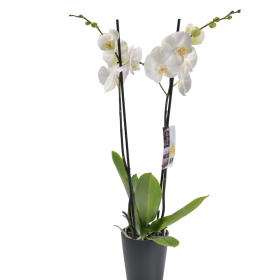 Ορχιδέα Phalaenopsis σε λευκό χρώμα