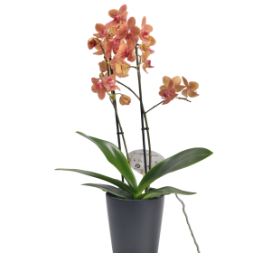 Ορχιδέα Phalaenopsis mini πορτοκαλί